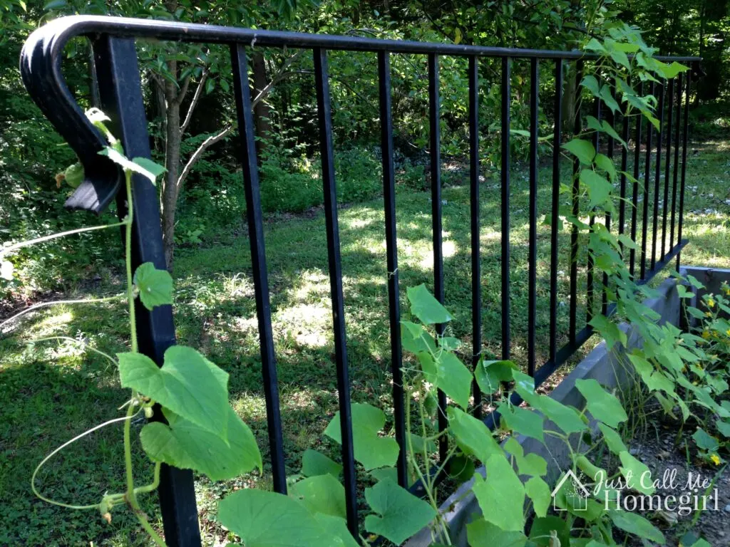 garden trellis railing