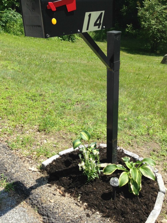 Black metal mailbox with hosts and flowers around it. 