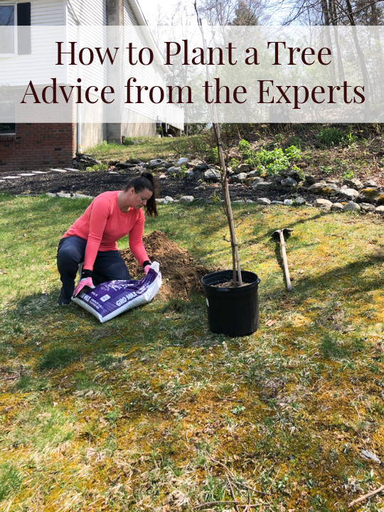 Expert Advice for Spring Tree Planting