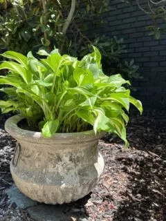Hosta plant in a pot