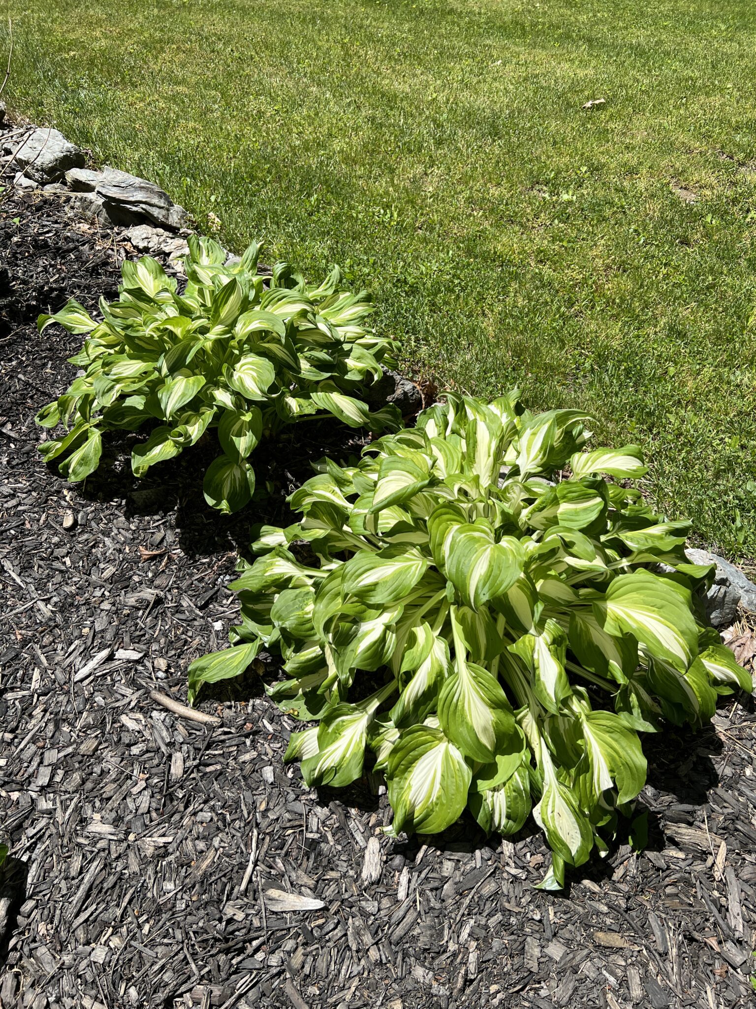 How to Split and Transplant Hosta Plants Just Call Me Homegirl