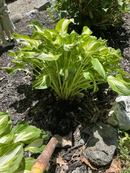 digging up hosta