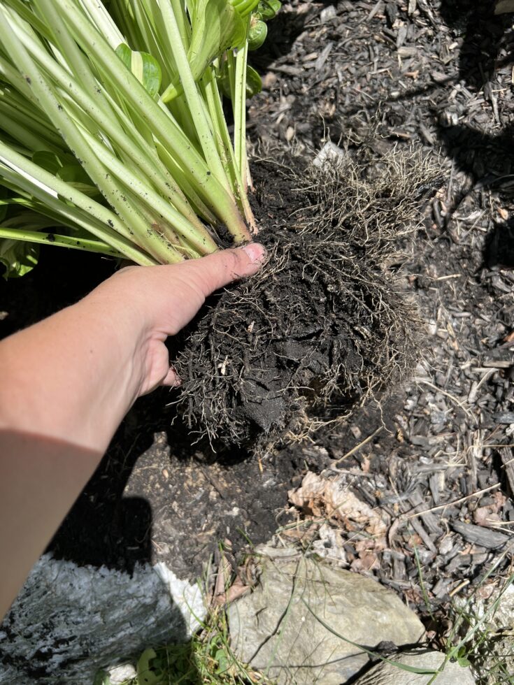 How to Split and Transplant Hosta Plants