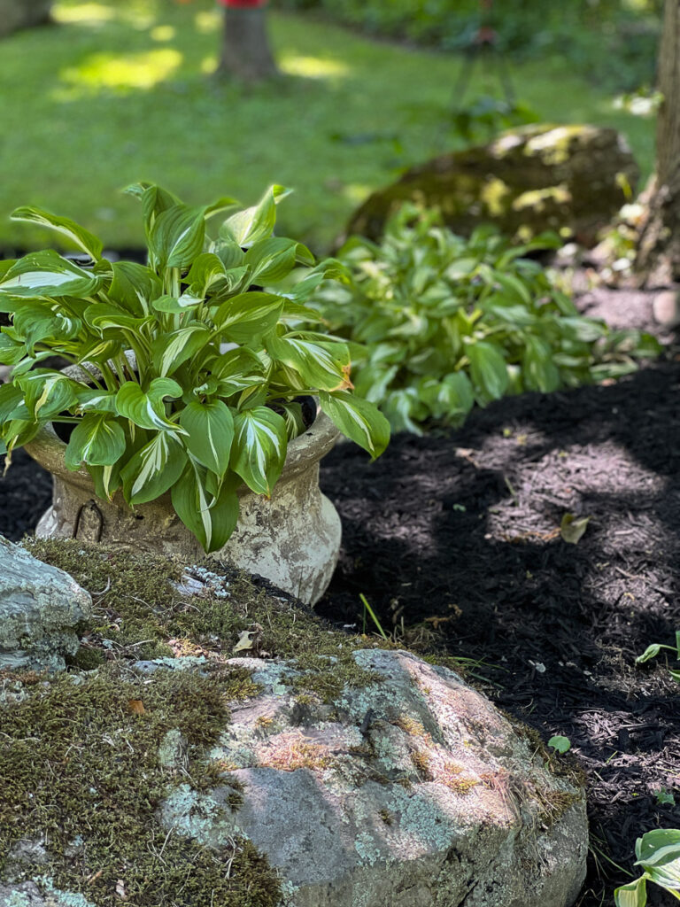 How To Create a Hosta Garden