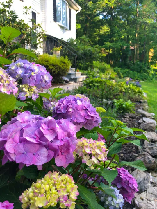 hydrangea bush in front of raised ranch house