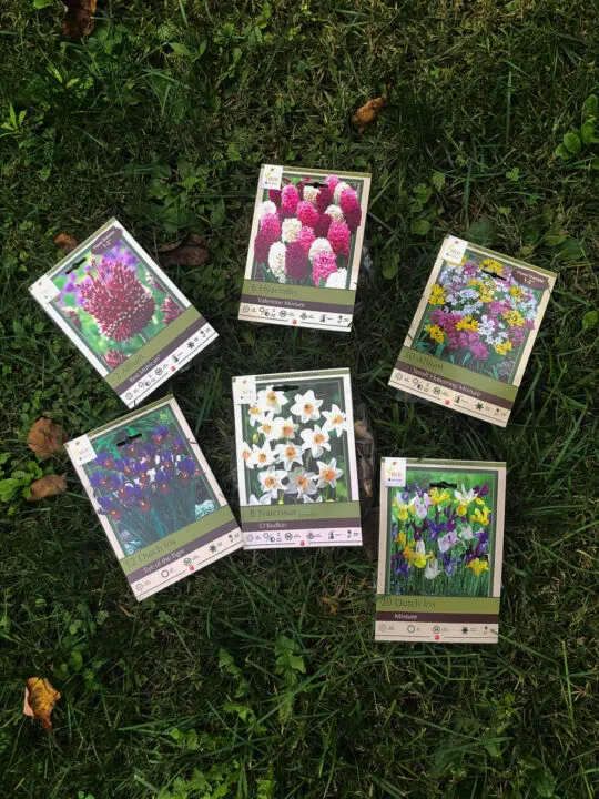 packages of flowering bulbs laying on the ground