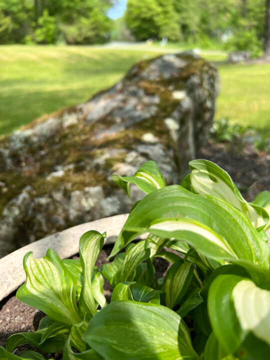 hosta next to a rock