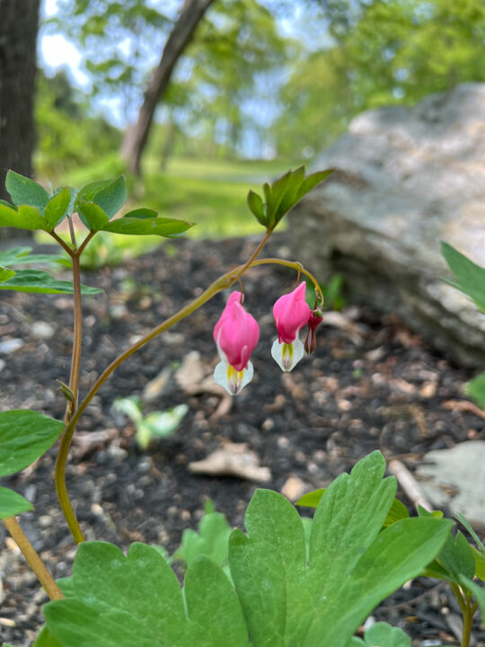 bleeding heart plant in a garden